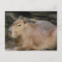 Wild Capybara Briefkaart