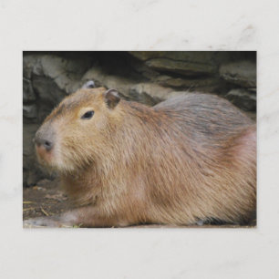 Wild Capybara Briefkaart