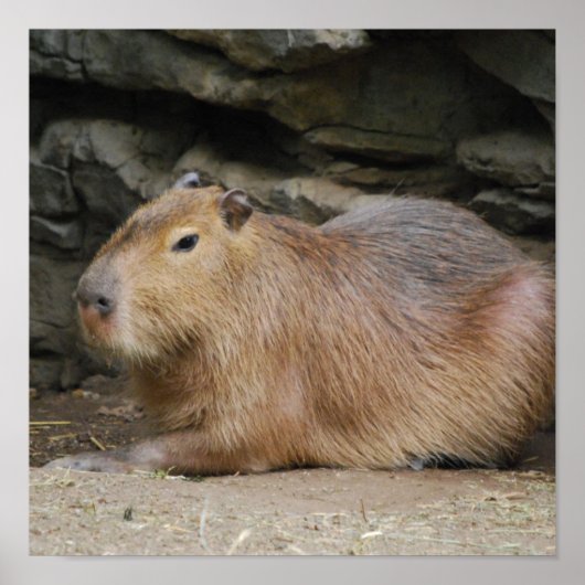 Wild Capybara Poster (Voorkant)