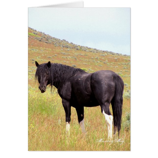 Wild Card~ Band Stallion of Steens (Voorkant)