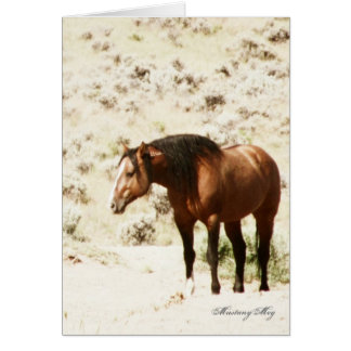 Wild Card~ Honor, Stallion of Steens