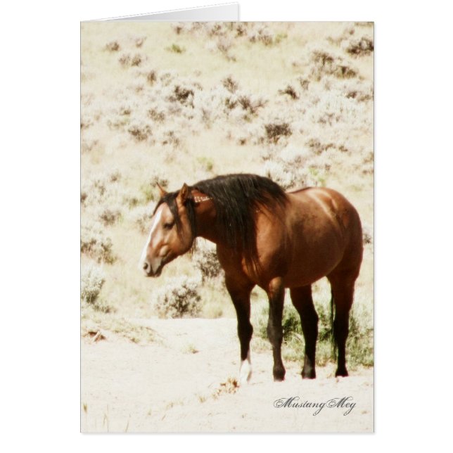 Wild Card~ Honor, Stallion of Steens (Voorkant)