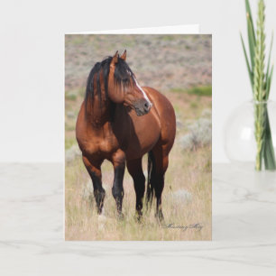 Wild Card~ Honor, Wild Stallion of Steens Kaart