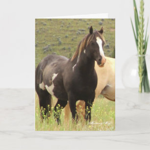 Wild Card~ Majesty, Band Stallion op Steens Kaart