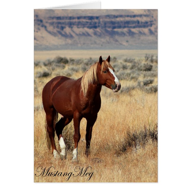 Wild Card~ Red Vogue, Band Stallion of Steens (Voorkant)
