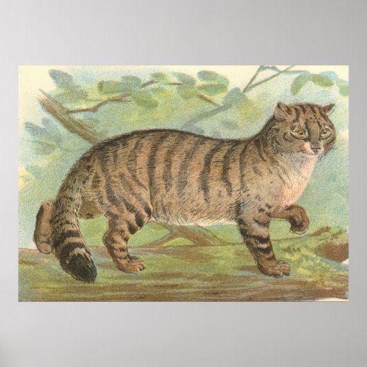 Wild Cat Poster (Voorkant)