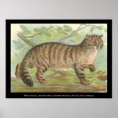Wild Cat Poster (Voorkant)