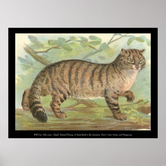 Wild Cat Poster (Voorkant)