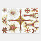 Wild Chamomile door Ernst Haeckel,  Natuur Inpakpapier Vel (Voorkant 3)