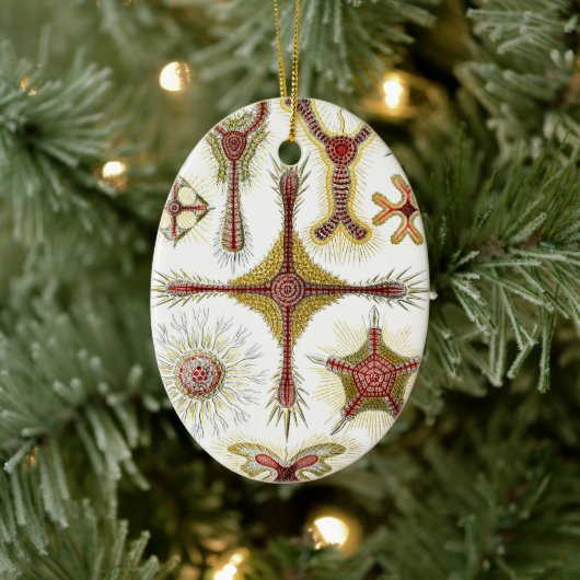 Wild Chamomile door Ernst Haeckel,  Natuur Keramisch Ornament (Boom)