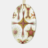 Wild Chamomile door Ernst Haeckel,  Natuur Keramisch Ornament (Links)