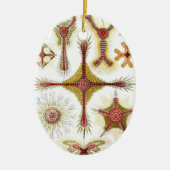 Wild Chamomile door Ernst Haeckel,  Natuur Keramisch Ornament (Voorkant)