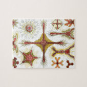 Wild Chamomile door Ernst Haeckel,  Natuur Legpuzzel (Horizontaal)