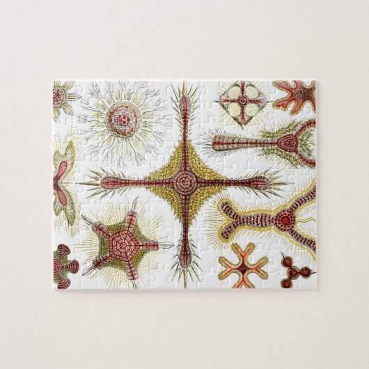 Wild Chamomile door Ernst Haeckel,  Natuur Legpuzzel (Horizontaal)