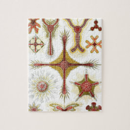 Wild Chamomile door Ernst Haeckel, Natuur Legpuzzel