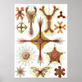 Wild Chamomile door Ernst Haeckel, Natuur Poster (Voorkant)