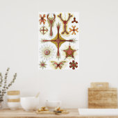 Wild Chamomile door Ernst Haeckel, Natuur Poster (Keuken)