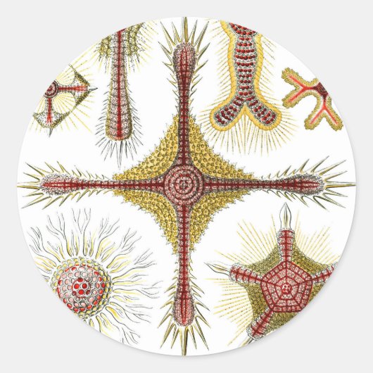 Wild Chamomile door Ernst Haeckel,  Natuur Ronde Sticker (Voorkant)