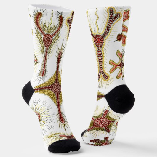 Wild Chamomile door Ernst Haeckel,  Natuur Sokken (Gebogen)