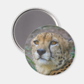 Wild Cheetah Magnet (Voorkant / Achterkant)