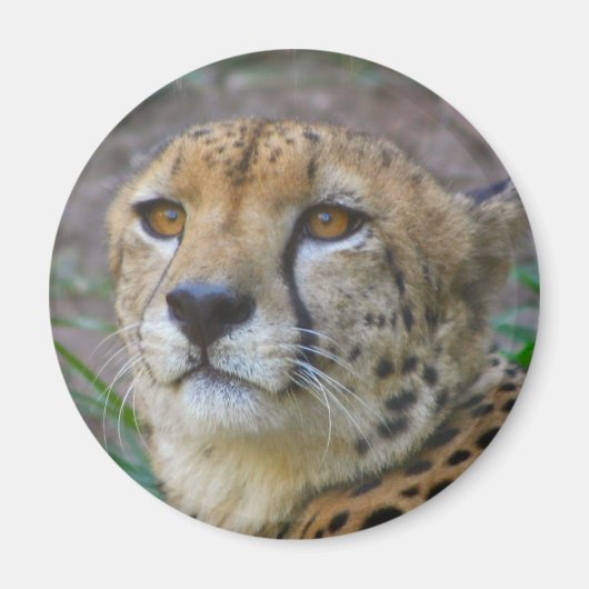 Wild Cheetah Magnet (Voorkant)