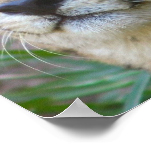 Wild Cheetah Poster (Hoek)