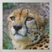 Wild Cheetah Poster (Voorkant)