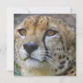 Wild Cheetah-uitnodigingen Kaart (Voorkant)