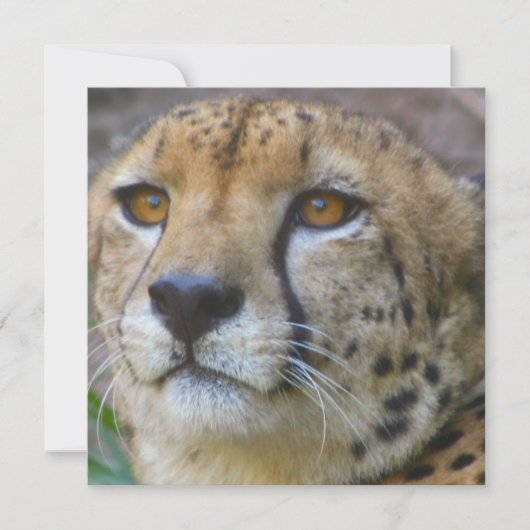 Wild Cheetah-uitnodigingen Kaart (Voorkant)