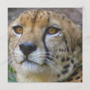 Wild Cheetah-uitnodigingen Kaart