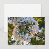 Wild Cherry Blossom Briefkaart (Voorkant / Achterkant)