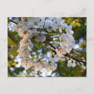 Wild Cherry Blossom Briefkaart