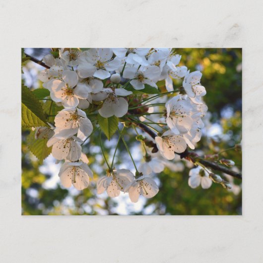 Wild Cherry Blossom Briefkaart (Voorkant)