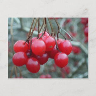Wild Cherry Briefkaart