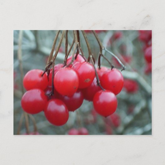 Wild Cherry Briefkaart (Voorkant)