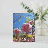 Wild Cherry roze Blossom Tree Briefkaart (Staand voorkant)