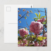 Wild Cherry roze Blossom Tree Briefkaart (Voorkant / Achterkant)