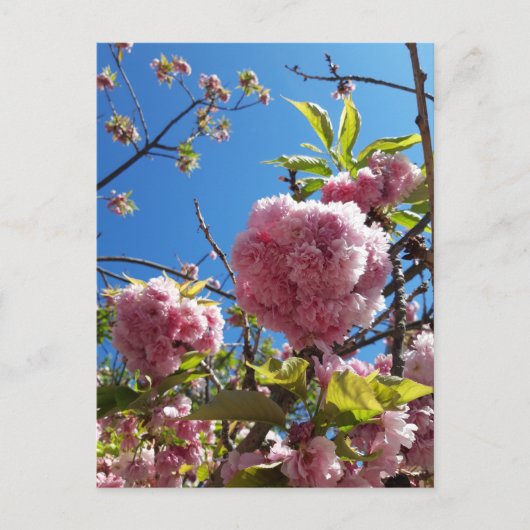 Wild Cherry roze Blossom Tree Briefkaart (Voorkant)
