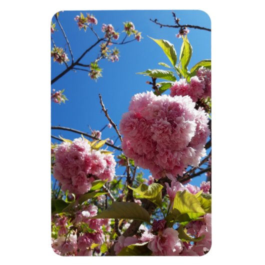 Wild Cherry roze Blossom Tree Magneet (Verticaal)