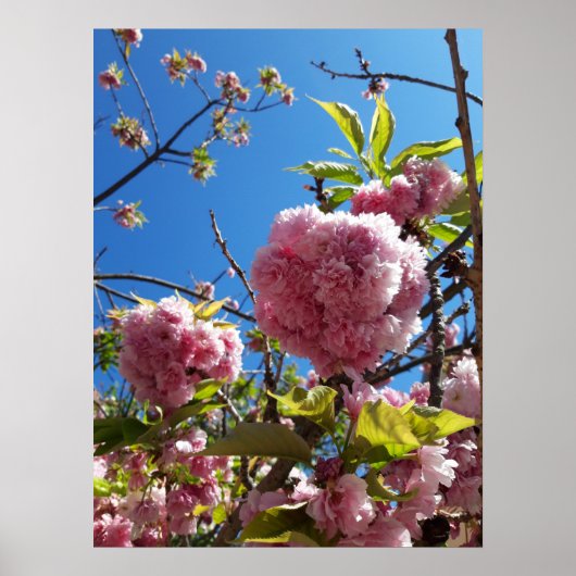 Wild Cherry roze Blossom Tree Poster (Voorkant)