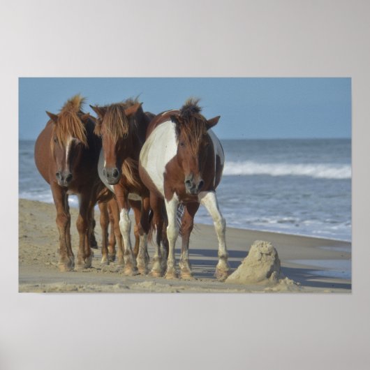 Wild Chincoteague Ponies, Assateague Island Beach Poster (Voorkant)