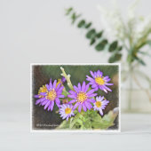 Wild Chrysanthemum Briefkaart (Staand voorkant)
