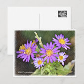Wild Chrysanthemum Briefkaart (Voorkant / Achterkant)