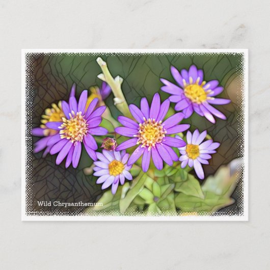 Wild Chrysanthemum Briefkaart (Voorkant)
