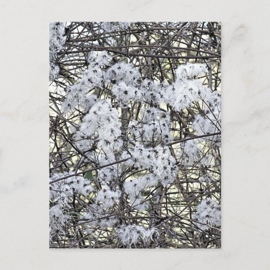 WILD CLEMATIS BRIEFKAART (Voorkant)