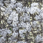 WILD CLEMATIS BRIEFKAART