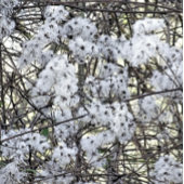 WILD CLEMATIS RONDE BUTTON 3,2 CM