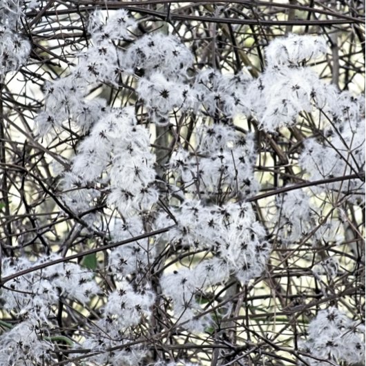 WILD CLEMATIS RONDE BUTTON 3,2 CM