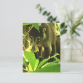 Wild Coati Briefkaart (Staand voorkant)