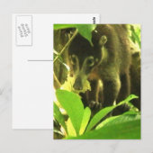 Wild Coati Briefkaart (Voorkant / Achterkant)